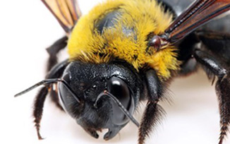 Carpenter bee in Wisconsin - Batzner pest control