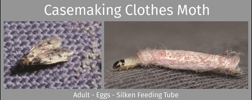 Casemaking Clothes Moths, Casemaking Clothes Moth Control