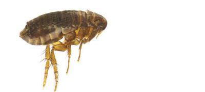 Cat flea - Flea extermination and removal by Batzner Pest Control in Wisconsin