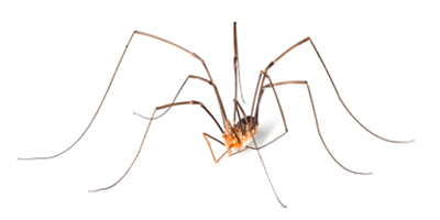Cellar spider extermination, control and removal services by Batzner Pest Control in Wisconsin