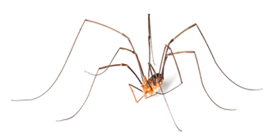 Cellar Spider Control Services - Cellar Spider Exterminators