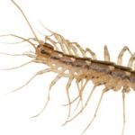 Centipedes are a common pest in commercial properties in New Berlin WI - Batzner Pest Control