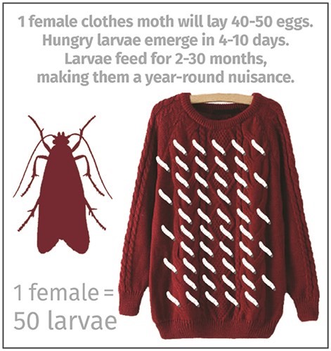 Clothes Moth Damage