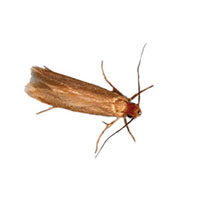 Clothes moths control at Batzner Pest Control in Wisconsin - Serving New Berlin, Green Bay, Milwaukee, Madison, Racine and surrounding areas