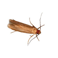 Clothes Moth Identification, Habits & Behavior