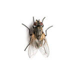 Cluster fly control at Batzner Pest Control in Wisconsin - Serving New Berlin, Green Bay, Milwaukee, Madison, Racine and surrounding areas