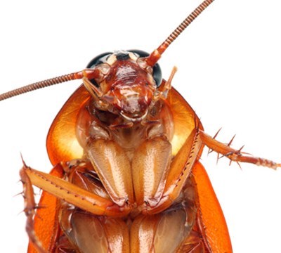 Bug MD - Cockroaches can spread bacteria throughout the house, and a  cockroach-infested home may even trigger asthma, especially in kids. 🙅 To  prevent this, get an effective and safe yet affordable