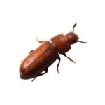 Confused flour beetle control at Batzner Pest Control in Wisconsin - Serving New Berlin, Green Bay, Milwaukee, Madison, Racine and surrounding areas