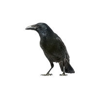 Crow control at Batzner Pest Control in Wisconsin - Serving New Berlin, Green Bay, Milwaukee, Madison, Racine and surrounding areas