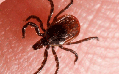 Adult deer tick - Tick extermination, control, and removal by Batzner Pest Control in Wisconsin
