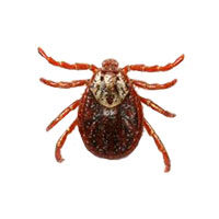 Deer tick and American dog tick control at Batzner Pest Control in Wisconsin - Serving New Berlin, Green Bay, Milwaukee, Madison, Racine and surrounding areas