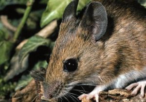 Mouse on the ground outside surrounded by leaves