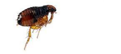 Dog flea - Flea extermination, control and removal services in Wisconsin by Batzner Pest Control