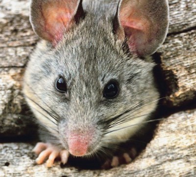 Don T Want A Mouse In Your House Rodent Proof Your Home With Exclusion Techniques Batzner Pest Control