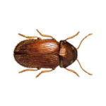 Drugstore beetle control at Batzner Pest Control in Wisconsin - Serving New Berlin, Green Bay, Milwaukee, Madison, Racine and surrounding areas