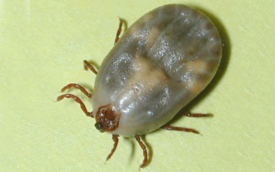 Engorged tick - Tick extermination and control by Batzner Pest Control in Wisconsin