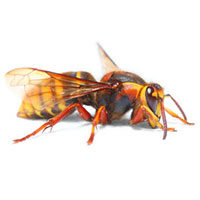 European hornet control at Batzner Pest Control in Wisconsin - Serving New Berlin, Green Bay, Milwaukee, Madison, Racine and surrounding areas