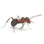 Field ant control at Batzner Pest Control in Wisconsin - Serving New Berlin, Green Bay, Milwaukee, Madison, Racine and surrounding areas