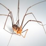 Spiders are common winter pests in Wisconsin - Batzner Pest Control