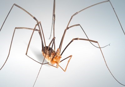 Spiders are common winter pests in Wisconsin - Batzner Pest Control