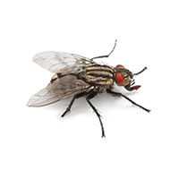 Flesh fly control at Batzner Pest Control in Wisconsin - Serving New Berlin, Green Bay, Milwaukee, Madison, Racine and surrounding areas
