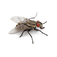 Flesh fly control at Batzner Pest Control in Wisconsin - Serving New Berlin, Green Bay, Milwaukee, Madison, Racine and surrounding areas