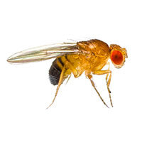Fruit fly control at Batzner Pest Control in Wisconsin - Serving New Berlin, Green Bay, Milwaukee, Madison, Racine and surrounding areas