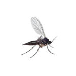Fungus gnat control at Batzner Pest Control in Wisconsin - Serving New Berlin, Green Bay, Milwaukee, Madison, Racine and surrounding areas