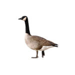 Goose control at Batzner Pest Control in Wisconsin - Serving New Berlin, Green Bay, Milwaukee, Madison, Racine and surrounding areas