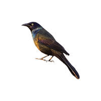 Grackle control at Batzner Pest Control in Wisconsin - Serving New Berlin, Green Bay, Milwaukee, Madison, Racine and surrounding areas