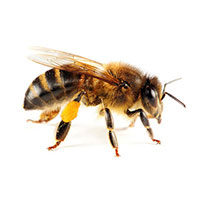 Honey bee control at Batzner Pest Control in Wisconsin - Serving New Berlin, Green Bay, Milwaukee, Madison, Racine and surrounding areas