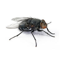 House fly control at Batzner Pest Control in Wisconsin - Serving New Berlin, Green Bay, Milwaukee, Madison, Racine and surrounding areas