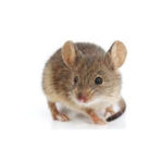 House mouse identification from Batzner Pest Control in Wisconsin - Serving New Berlin, Green Bay, Milwaukee, Madison, Racine and surrounding areas