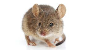 House mouse in Wisconsin - Batzner Pest Control