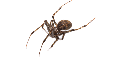 House spider extermination, control and removal services by Batzner Pest Control in Wisconsin