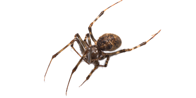 House spider extermination, control and removal services by Batzner Pest Control in Wisconsin