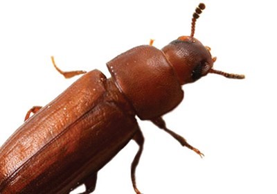 https://www.batzner.com/wp-content/uploads/2019/05/how_to_prevent_pantry_pests_in_your_home_500x350.jpg