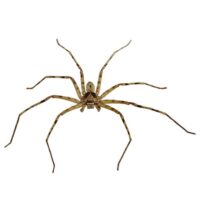 Spider control at Batzner Pest Control in Wisconsin - Serving New Berlin, Green Bay, Milwaukee, Madison, Racine and surrounding areas