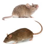 Mice vs. rats in Wisconsin - Batzner Pest Control