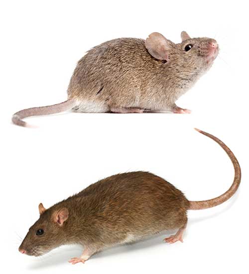 Mice vs. rats in Wisconsin - Batzner Pest Control