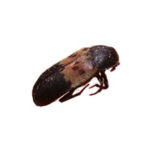 Larder beetle control at Batzner Pest Control in Wisconsin - Serving New Berlin, Green Bay, Milwaukee, Madison, Racine and surrounding areas
