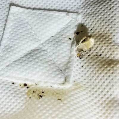 Bed Bugs: Facts, Infestation and Inspection | Batzner Pest  