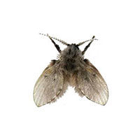 Moth and drain fly control at Batzner Pest Control in Wisconsin - Serving New Berlin, Green Bay, Milwaukee, Madison, Racine and surrounding areas