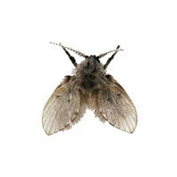 Moth and drain fly control at Batzner Pest Control in Wisconsin - Serving New Berlin, Green Bay, Milwaukee, Madison, Racine and surrounding areas