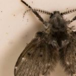 drain fly at wisconsin food plant