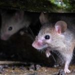Mice living in someone's home in Wisconsin - Batzner Pest Control