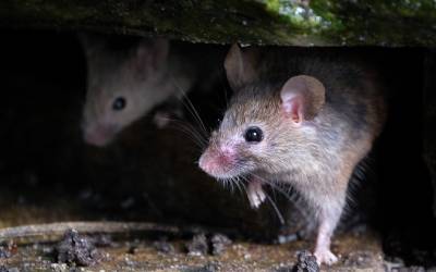 Mice living in someone's home in Wisconsin - Batzner Pest Control