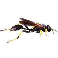 8 Mud Dauber Wasp Facts - Fact Animal
