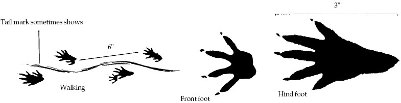 muskrat footprints