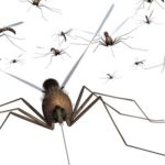 graphic of mosquitoes in wisconsin